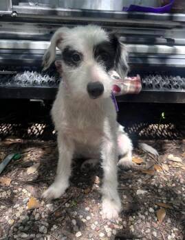 Schnauzer and Jack Russell Terrier Dogs Available for Adoption in Missouri City, Texas - Brandelynn OR14408-T | PetCurious