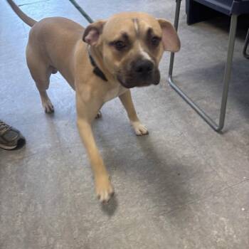 Cane Corso Dogs Available for Adoption - King Tut | PetCurious