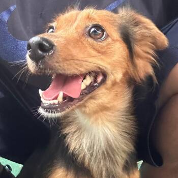 Kelsea -  Chihuahua and Dachshund Dog for Adoption in Lake Worth Beach, Florida - Kelsea | PetCurious