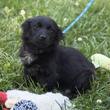 Cocker Spaniel and Beagle Dogs Available for Adoption in Locust Fork, Alabama - Americano | PetCurious