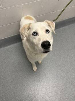 SPIKE -  Siberian Husky and Mixed Breed Dog for Adoption in Indianapolis, Indiana - SPIKE | PetCurious