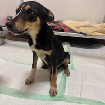 LUCKY -  Collie Dog for Adoption in San Saba, Texas - LUCKY | PetCurious