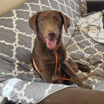Chocolate Labrador Retriever Dogs Available for Adoption - Godrick | PetCurious