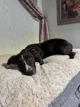 Rescue Catahoula Leopard Dog Dogs for Adoption in Opelousas, Louisiana - Brownie | PetCurious