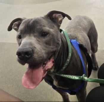 BLUE IVEY -  Mixed Breed Dog for Adoption in Jacksonville, Florida - BLUE IVEY | PetCurious