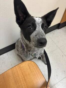 Rescue Australian Cattle Dog Blue Heeler and Cattle Dog Dogs for Adoption in Mount Vernon, Washington - Abby | PetCurious