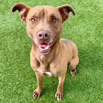 MISS EVIE BEAN -  Mixed Breed Dog Available for Adoption in Cranston, Rhode Island - MISS EVIE BEAN | PetCurious