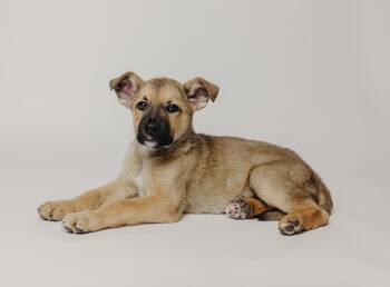 Shepherd Dogs Available for Adoption in Salt Lake City, Utah - Otter Pop | PetCurious