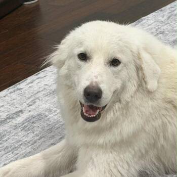 Freida -  Great Pyrenees Dog for Adoption in New York, New York - Freida | PetCurious