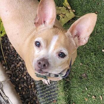 Rufus -  Chihuahua Dog for Adoption in Groveland, Massachusetts - Rufus | PetCurious