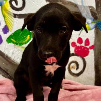 Hutch -  Labrador Retriever and Mixed Breed Dog for Adoption in Hattiesburg, Mississippi - Hutch | PetCurious