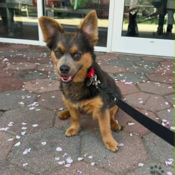 Corgi and Brussels Griffon Dogs Available for Adoption in Hampton Bays, New York - Finnegan | PetCurious