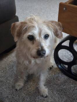 Ginger -  Terrier Dog for Adoption in Whitewater, Wisconsin - Ginger | PetCurious