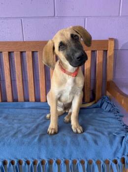 **ADLER** -  Anatolian Shepherd Dog for Adoption in North Prairie, Wisconsin - **ADLER** | PetCurious