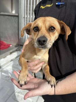 Chihuahua and Dachshund Dogs Available for Adoption - ROOSEVELT | PetCurious