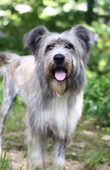 Sherlock in NH. Come Meet our Adoptable Dogs Wednesday-Saturday. -  Schnauzer Dog for Adoption in Manchester, New Hampshire - Sherlock In NH. Come Meet Our Adoptable Dogs Wednesday-Saturday. | PetCurious