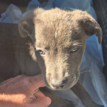 Rescue Terrier Dogs for Adoption in Montgomery, Alabama - Queen | PetCurious