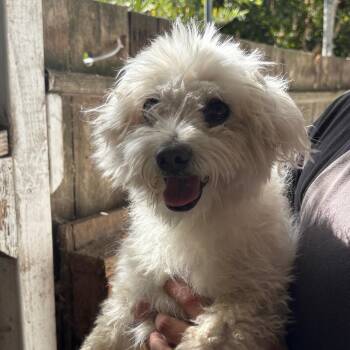 Percy -  Maltese and Poodle Dog for Adoption in Sonoma, California - Percy | PetCurious