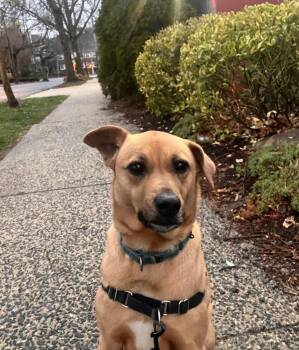 Kiki -  Chocolate Labrador Retriever Dog for Adoption in Harrison, New York - Kiki | PetCurious