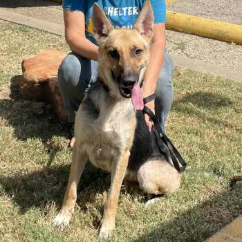 Rescue German Shepherd Dog and Mixed Breed Dogs for Adoption in Austin, Texas - Vladamir | PetCurious