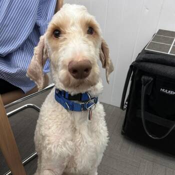 Chestnut -  Poodle and Mixed Breed Dog for Adoption in New York, New York - Chestnut | PetCurious