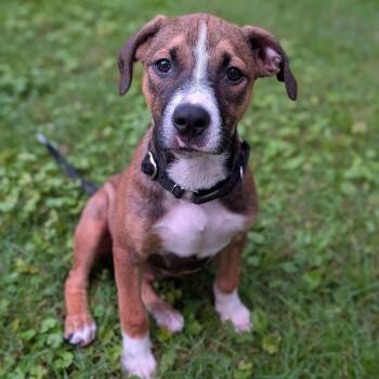 Bon Bon -  Mountain Cur Dog for Adoption in Williston, Vermont - Bon Bon | PetCurious