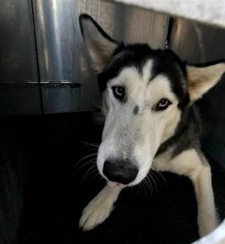 AUSTIN -  Husky Dog for Adoption in San Antonio, Texas - AUSTIN | PetCurious