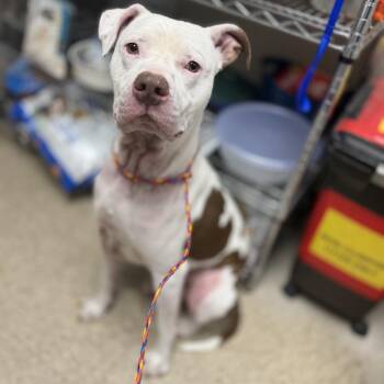 Dog 06/08/2026 -  American Bulldog and Mixed Breed Dog for Adoption in Bullhead City, Arizona - Dog 06/08/2026 | PetCurious