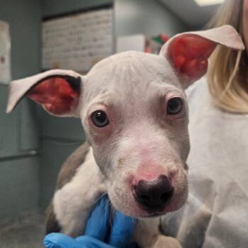 American Staffordshire Terrier Dogs Available for Adoption in Greenville, South Carolina - Bitsy | PetCurious