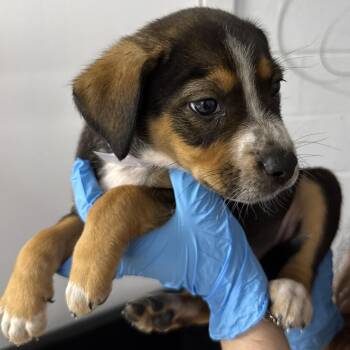 Energetic -  American Foxhound and Mixed Breed Dog for Adoption in Hattiesburg, Mississippi - Energetic | PetCurious