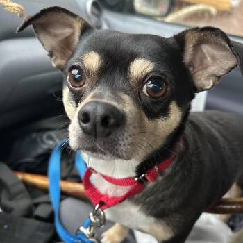 Rescue Chihuahua Dogs for Adoption in Silvana, Washington - Nugget | PetCurious