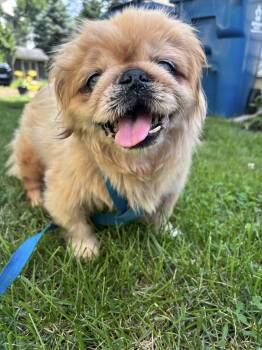 Rescue Pekingese Dogs for Adoption in Philadelphia, Pennsylvania - STEVIE | PetCurious