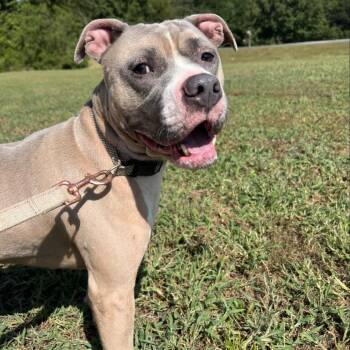 Pit Bull Terrier Dogs Available for Adoption in Cumming, Georgia - Ditto | PetCurious