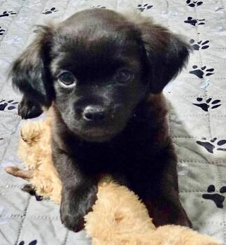 Marley-Adorable Fluffy Chi Puppy! -  Chihuahua and Mixed Breed Dog for Adoption in Fort Myers, Florida - Marley-Adorable Fluffy Chi Puppy! | PetCurious