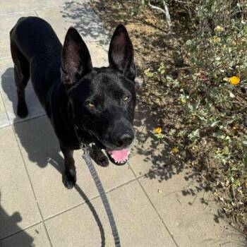 Shepherd Dogs Available for Adoption in Ramona, California - Felipe | PetCurious
