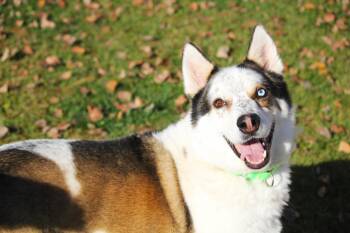 Koda -  Australian Cattle Dog Blue Heeler and Husky Dog for Adoption in Hayward, Wisconsin - Koda | PetCurious