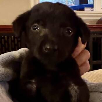 Huckleberry Finn Pup - Huck -  Labrador Retriever Dog for Adoption in San Diego, California - Huckleberry Finn Pup - Huck | PetCurious