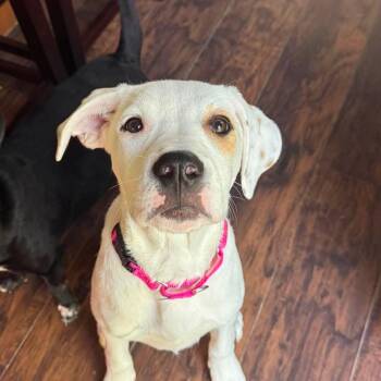 Sally -  Mixed Breed Dog Available for Adoption in Highland, New York - Sally | PetCurious