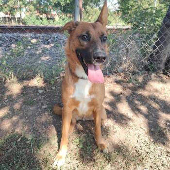 Rescue Shepherd Dogs for Adoption in Corsicana, Texas - Dulce D46773 | PetCurious