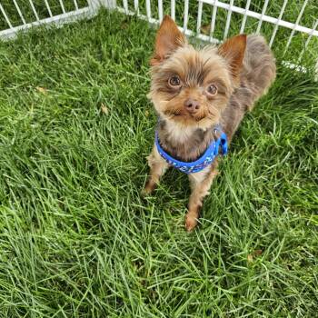 Cinnamon -  Yorkshire Terrier Dog for Adoption in Union Grove, Wisconsin - Cinnamon | PetCurious