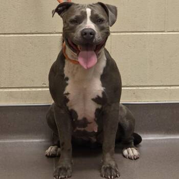 Piggy -  Pit Bull Terrier Dog for Adoption in Norman, Oklahoma - Piggy | PetCurious