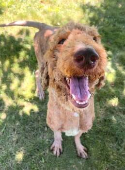 ANGELCAKE -  Poodle and Labrador Retriever Dog for Adoption in Sacramento, California - ANGELCAKE | PetCurious