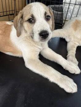 Mixed Breed Dogs Available for Adoption in Wyoming, Michigan - Margo | PetCurious
