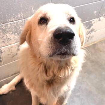 Pony -  Great Pyrenees Dog for Adoption in Franklin, North Carolina - Pony | PetCurious