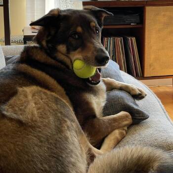 Gusgus - Home to Home -  Australian Cattle Dog Blue Heeler and German Shepherd Dog Dog for Adoption in South Elgin, Illinois - Gusgus - Home To Home | PetCurious