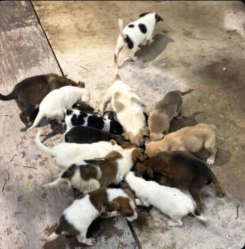 Mixed Breed Dogs Available for Adoption in Dallas, Texas - Nevada Pups: Breah | PetCurious