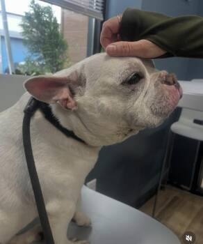 Rescue French Bulldog Dogs for Adoption in Palisades Park, New Jersey - Papi | PetCurious