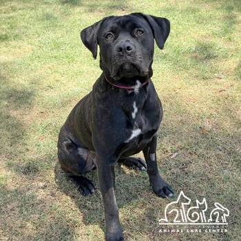 Labrador Retriever Dogs Available for Adoption in Irvine, California - HAILEY | PetCurious