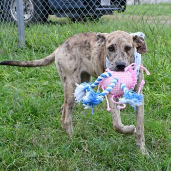 Rumi -  Catahoula Leopard Dog and Mixed Breed Dog for Adoption in Beaumont, Texas - Rumi | PetCurious