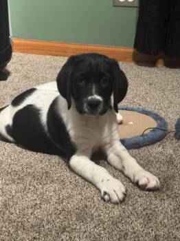 Pointer and Collie Dogs Available for Adoption - Parmesan  | PetCurious